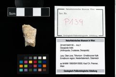 Foto (Objekt + Etikett) von Decapoda indet.  (NHMW-GEO-2014-0194-0139)